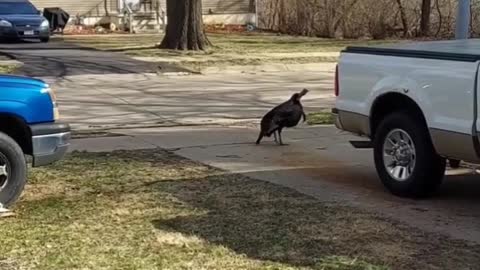 04-10-2022 My friend Standing Buffalo's front yard, spring time turkeys walking by