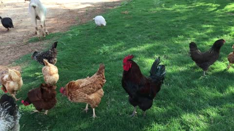 The rooster crows on the farm.