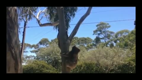 Koala gets kicked out and cries