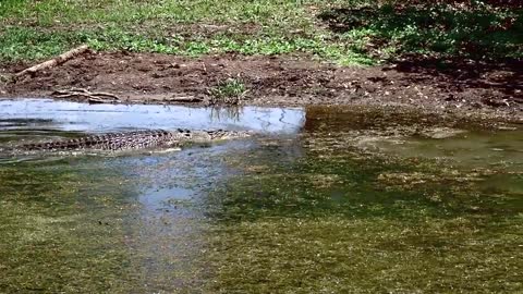 Huge Crocodiles Fight Over Barramundi | Kakadu Northern Territory