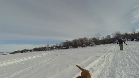 Toller Play Time on the Ottawa River