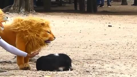 Troll prank dog funny with fake lion /