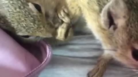 Mom and Baby squirrel grooming each other after waking up