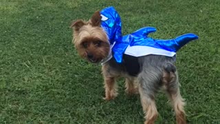 Cute dog dressed as a shark