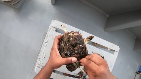Rescue Sea Turtle Removing Barnacles From Poor Sea Turtle _ animals, Nature, turtles, ocean, ASMR
