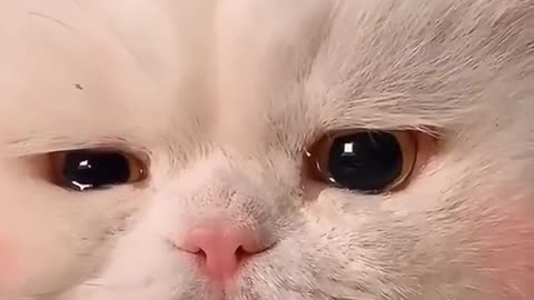 Funny Video Cat moment Part 3