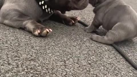 Adorable French Bulldog Puppy Playing With His Dad