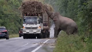 Greedy wild elephant stops passing trucks to steal sugarcane