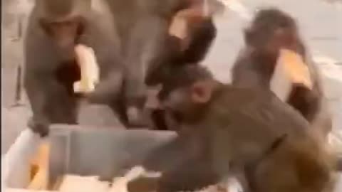 Army Of Monkey Getting Free Breads 😋 Yummy #shorts