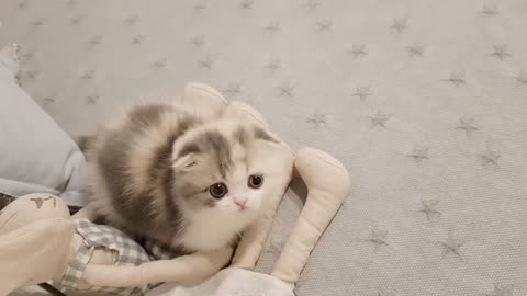 1- cute kitten videos short leg cat 2021