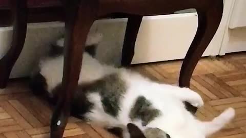 White cat under small brown table