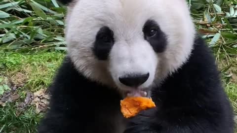 Panda eats pumpkin and tastes like a cantaloupe