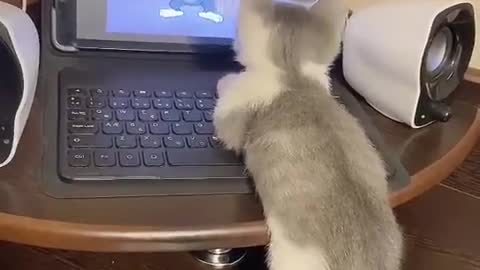 El gato estudiante pasando sus clases virtuales