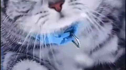 World best beautiful cats walking video