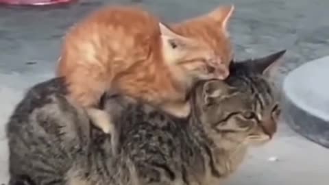 Adorable kitten sleeping on cat mom’s back 😻 (SUBSCRIBE FOR MORE)
