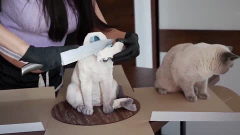 Cat Reaction to Cake that is similar to cat