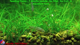 Feeding Frenzy- 7 Months Update - No Filter - No Co2- in Aquarium Tank