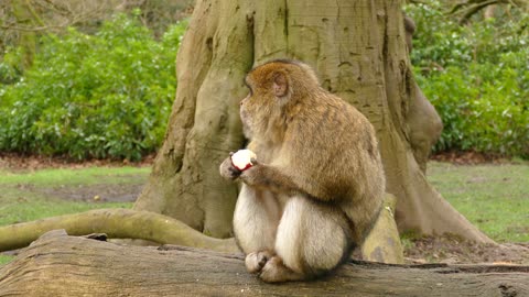 Monkey eats an apple