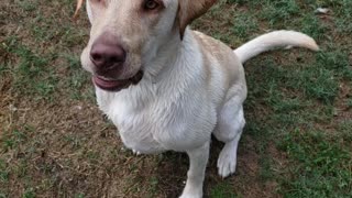 Dog playing with water hose