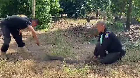 Rescue team catches large cobra on top of tree