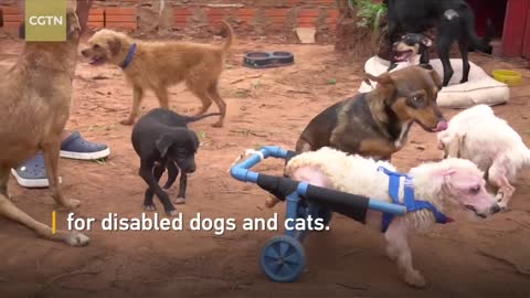 Handmade pet wheelchairs give disabled animals a second chance