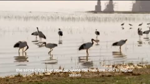 Nile Ibis Birds: Natural Pool Creators of the Wetlands