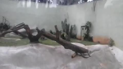 jaguar attacks heron in zoological