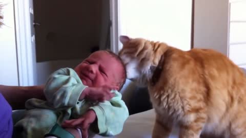 Cat showering his Love on baby