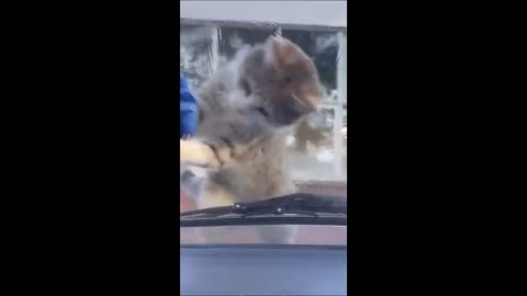 Funny cats/dogs - Funny animals