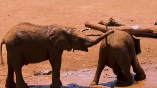 Child Elephants Playing In The Mud