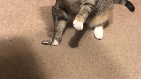 Kitty Briefly Suckles On Binky