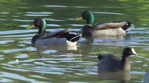 Ducks Birds Mallard - Northern pintail Duck - Goose Geese Swimming on White Rock Lake Dallas
