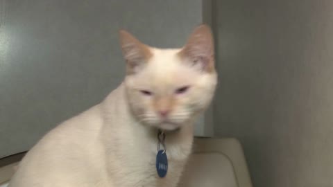 Adorable White Cat in Cage at Animal Shelter