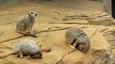 Meerkat falls asleep and falls off the hill