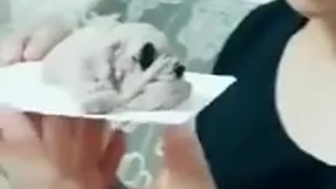 Dog Cake Funny Dog Cake Compilation Funny Dog Reaction to Cutting