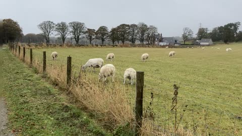 Sheep grazing Westhill Oct 2023