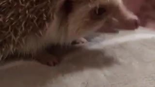 Hedgehog eats worm quickly