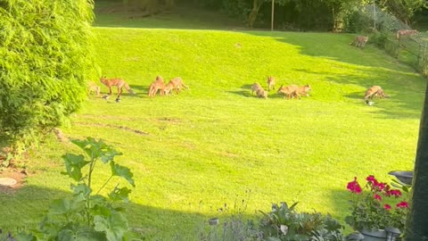 Numerous Foxes Gather In Backyard