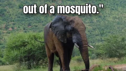 #007 - Typical Dutch? - "Making an elephant out of a mosquito. "