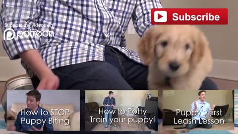 3 Easy Things to Teach your NEW PUPPY!