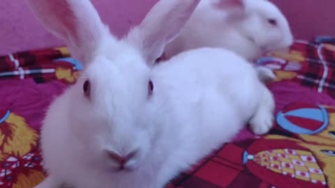 Cute And Funny Rabbits 🐰🐰 Video
