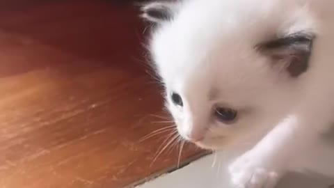 BABY KITTEN WONDERING VOL 2