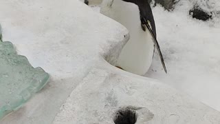Cute penguin hangs out