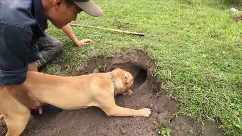 Pit Bull dog hunting snakes and giant dragons for food