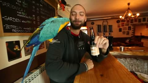 SUPER STRONG Parrot Jack opens beer bottles with his beak PIXSELL