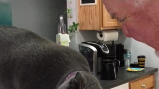 Coffee-Drinking Cat