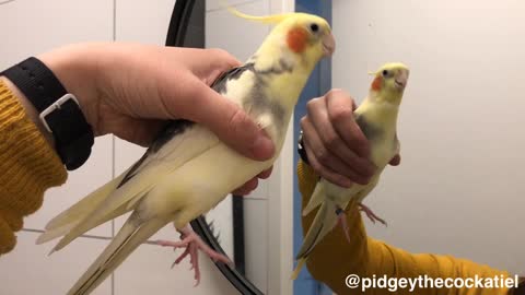 Parrot whistles musical tune to mirror reflection