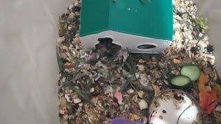 Hamster reaction to a moth
