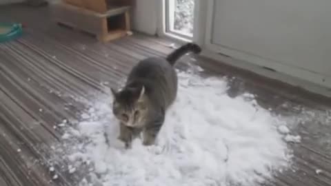 Cat Loves to Play With Snow Brought Indoors By Owner