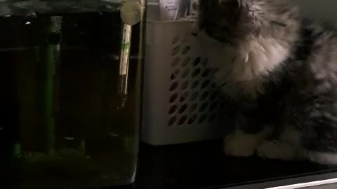 Norwegian Forest Baby Cat Is Amazing About Fish